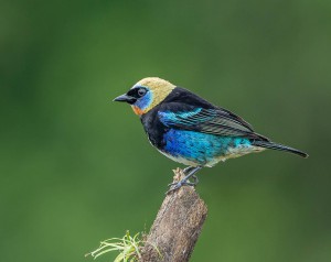 Golden Hooded Tanager - a very colorful bird.
