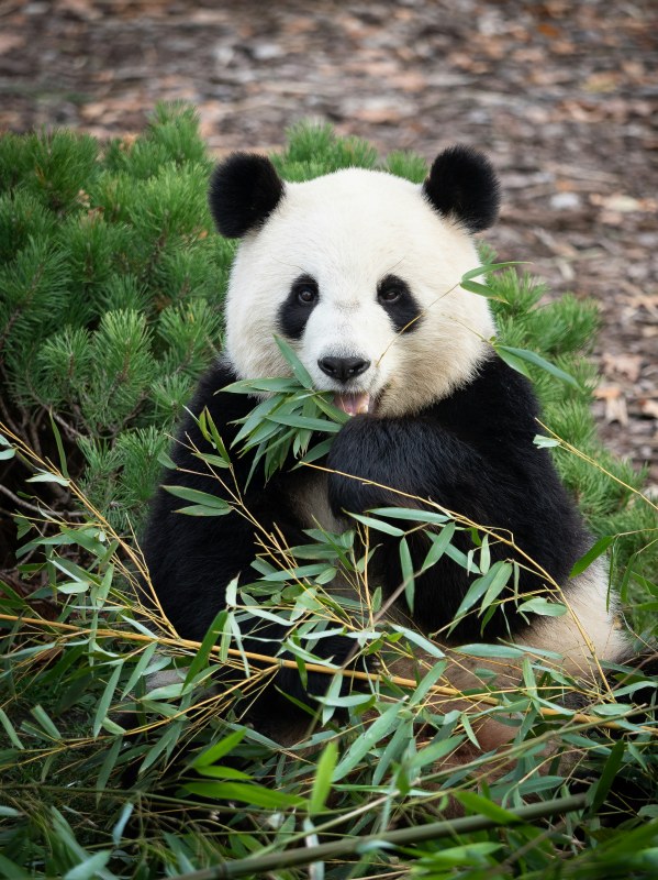 You Won’t Believe How I Recovered from Google’s Panda Update!